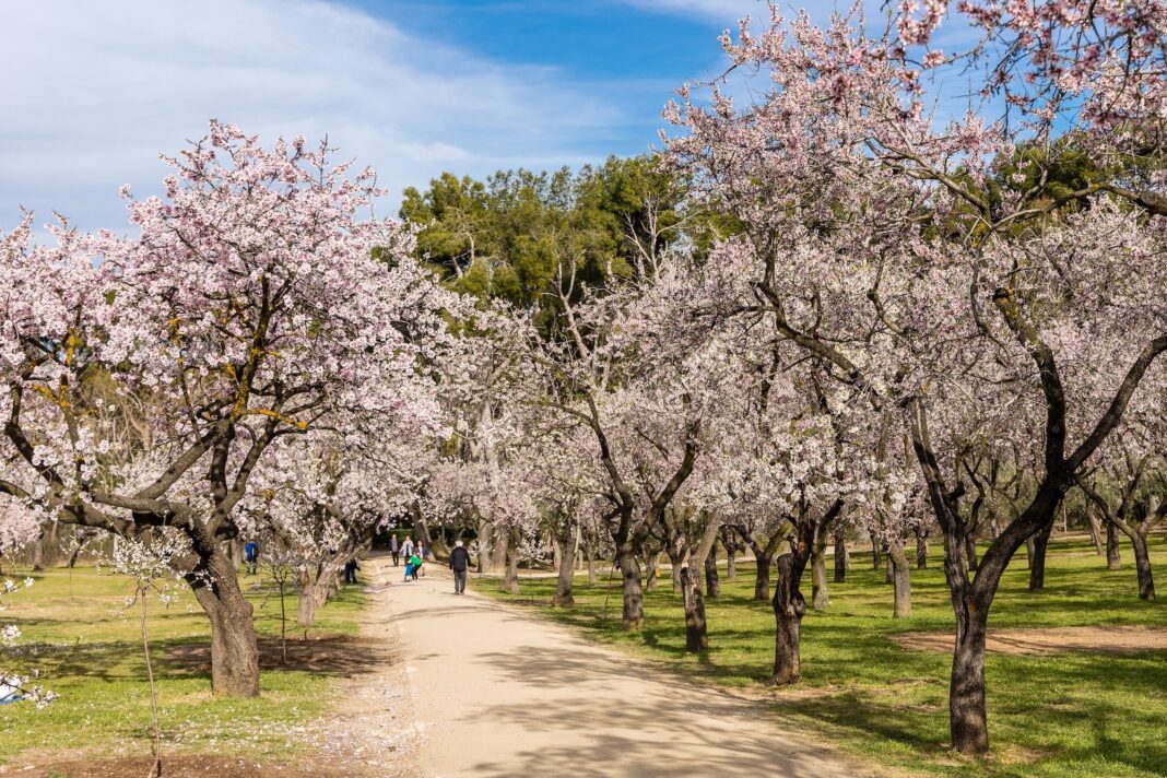 Almendros en Flor Madrid